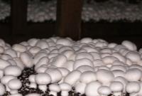  تولید قارچ ۳۰ درصد کاهش یافت/ قیمت هر کیلو قارچ فله ۴۳ هزار تومان