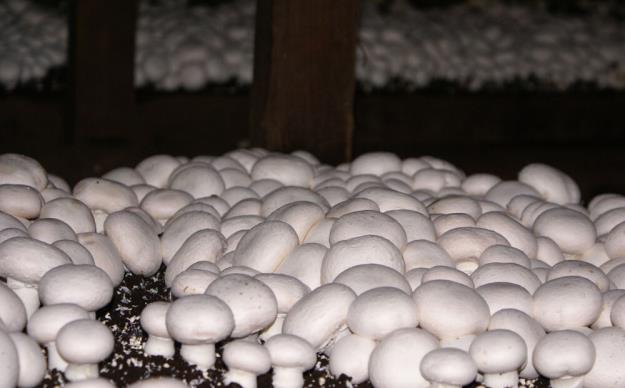  تولید قارچ ۳۰ درصد کاهش یافت/ قیمت هر کیلو قارچ فله ۴۳ هزار تومان