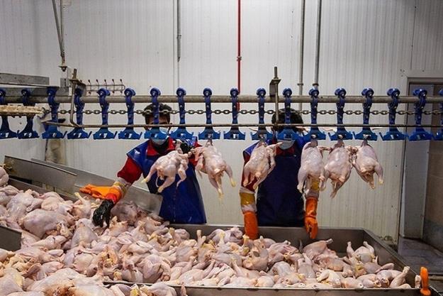  افزایش عجیب قیمت مرغ و گوشت از کشتارگاه تا بازار