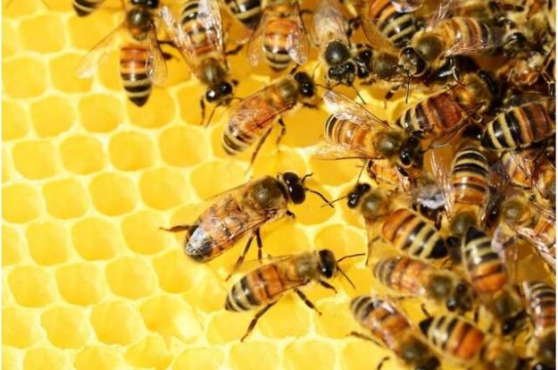  گرانی شکر دامن صنعت زنبورداری را هم گرفت/ رواج قاچاق ملکه به کشور