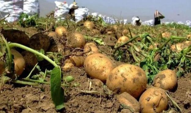  رفع ممنوعیت صادرات سیب زمینی پس از پایان دوره ۲ ماهه