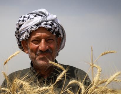ساز و کار خرید تضمینی گندم از کشاورزان مشخص شد