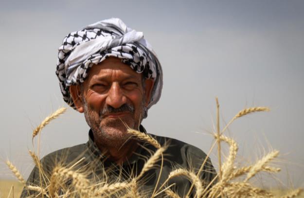 ساز و کار خرید تضمینی گندم از کشاورزان مشخص شد