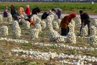 قیمت پیاز اشک کشاورزان را درآورد
