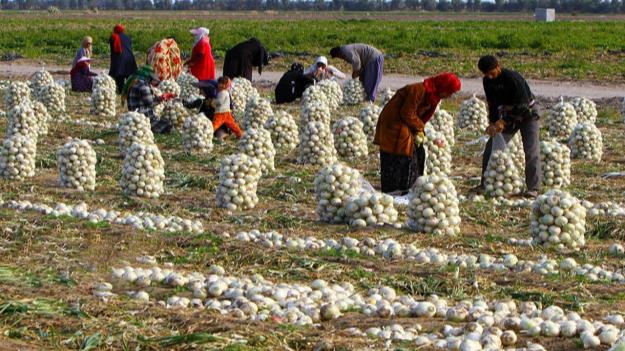 قیمت پیاز اشک کشاورزان را درآورد