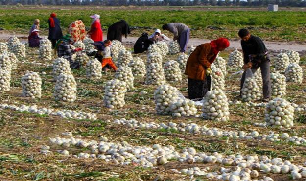  قیمت پیاز اشک کشاورزان را درآورد