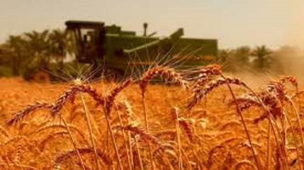 پرداخت کامل مطالبات گندم‌کاران تا ۱۰ روز آینده