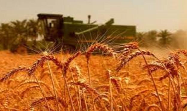 پرداخت کامل مطالبات گندم‌کاران تا ۱۰ روز آینده