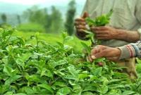  خرید برگ سبز چای از ۱۱۹ هزار و ۵۹۶ تن گذشت/ پرداخت ۷۳ درصد مطالبات چایکاران