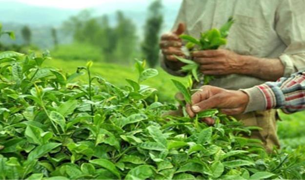  خرید برگ سبز چای از ۱۱۹ هزار و ۵۹۶ تن گذشت/ پرداخت ۷۳ درصد مطالبات چایکاران