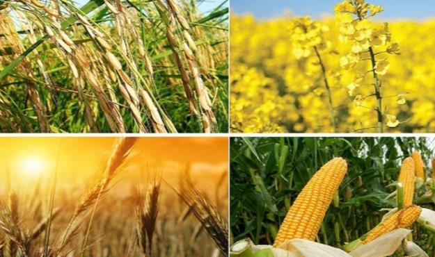  قیمت خرید تضمینی محصولات اساسی به زودی ابلاغ می‌شود