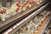۹۵ میلیون تخم مرغ نطفه‌دار برای تامین نیاز بازار وارد می‌شود 