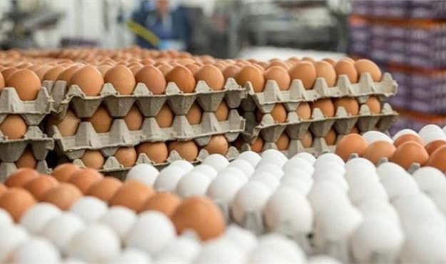  واردات ۱۰ هزار تن تخم مرغ برای ثبات بازار 